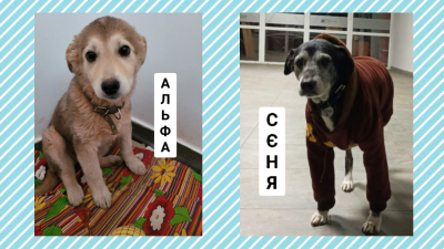 ДУЕТ – pet friendly place